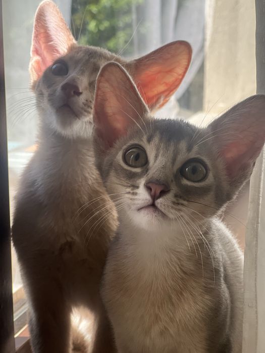 Абисинско котенце
