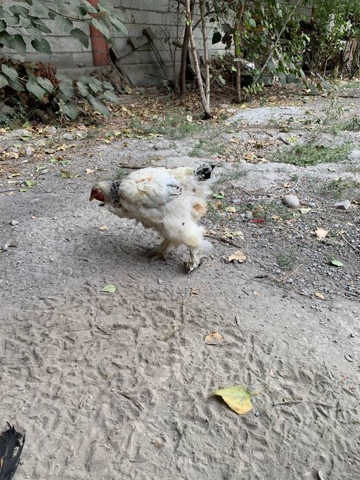 Biramalar zudlik bilan sotiladi 1/2