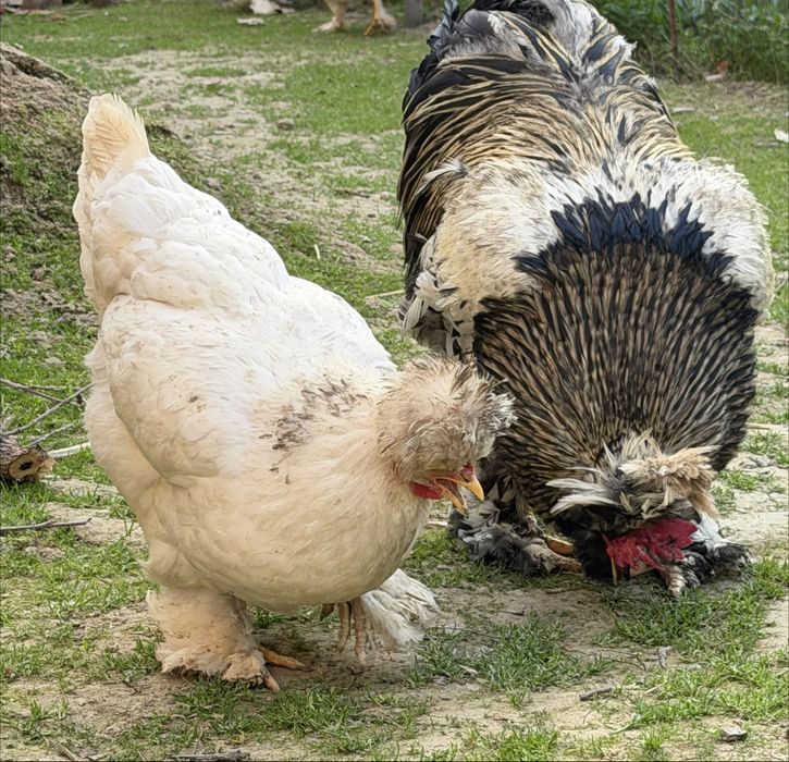 Brama Troyka Tuxumlariga zakaz olaman , jo’jalariyam bor