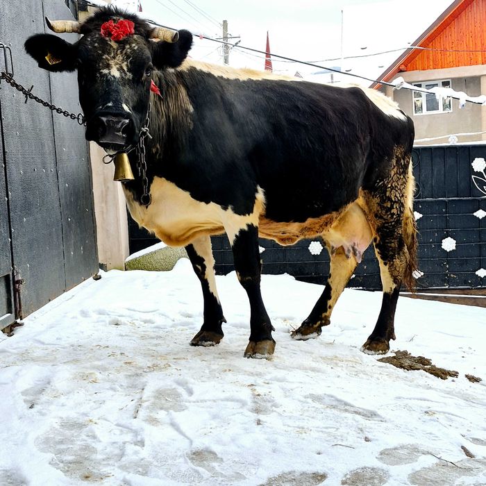Vând vaca tânără cu lapte foarte bun de ținut