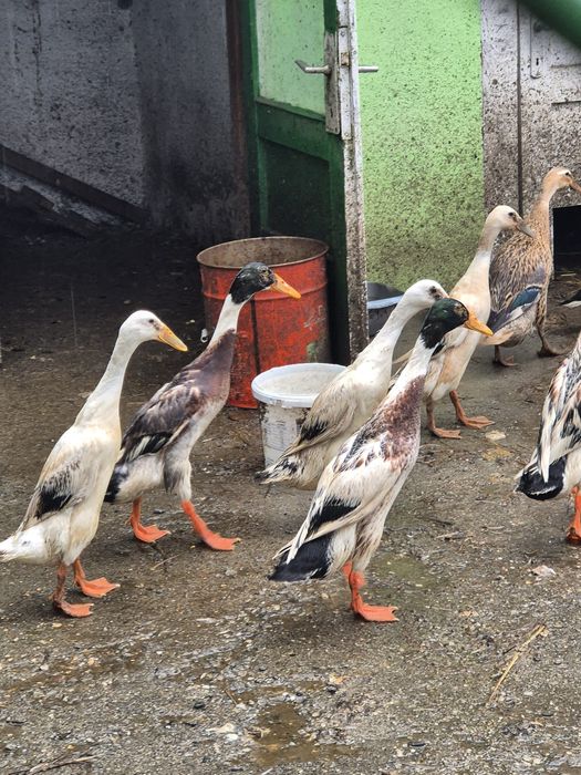 Vând rațe alergătoare indiene