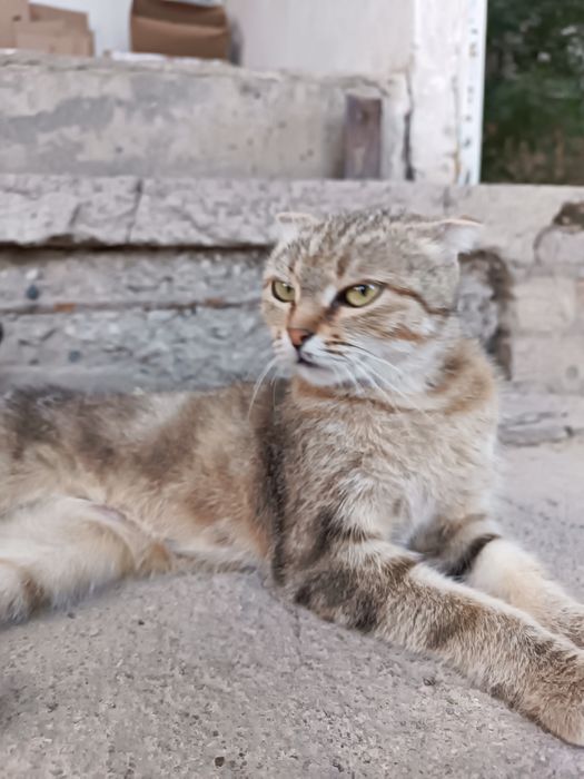 Шотландски мысық