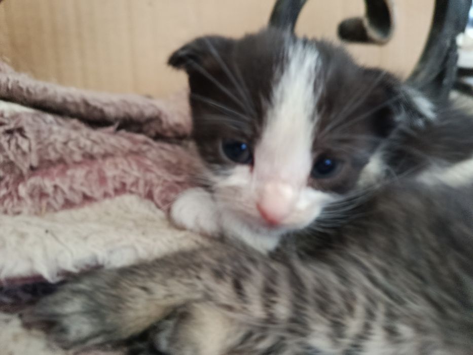 Продам конка скоттиш фолд