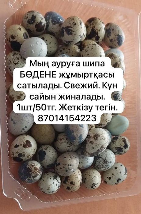 Бөдене жұмыртқасы (яйцо перепелиное)