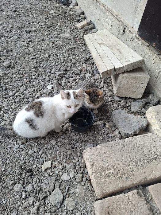 Продаю кошек домашних