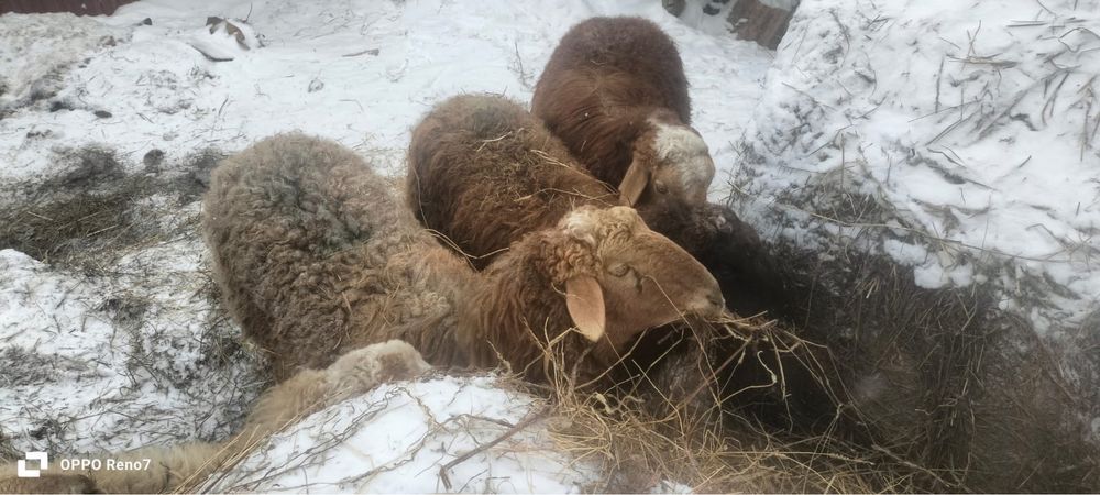 П р о д а м       О в ц ы