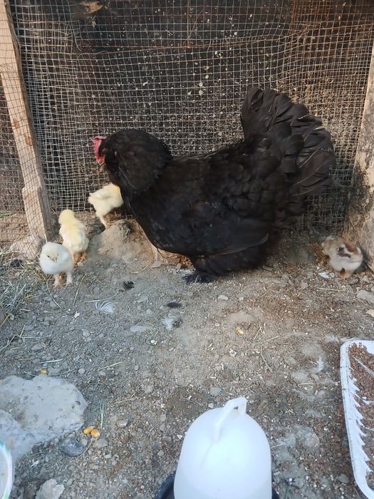 Brama tovug'i sotiladi bollari ham brama 6 ta bolasi bor narxi 400 min