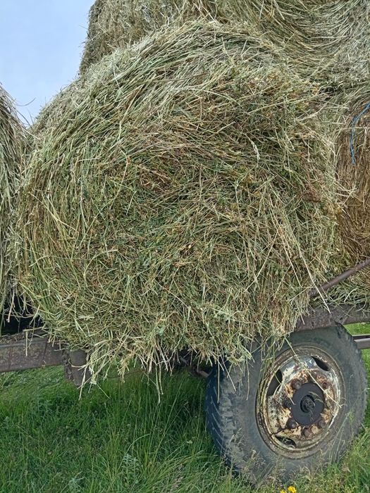 Vând baloți de lucernă 120 pe 120