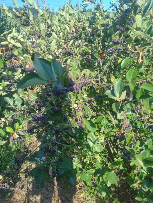 Vînd fructe aronia Bio 9 lei kg negociabil