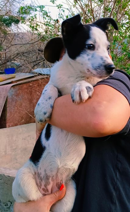 Отдам в хорошие руки щенков, девочки, 2 месяца