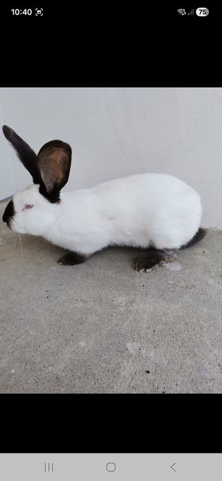 Urias de Transilvania