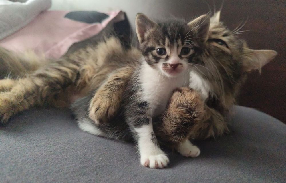 подарявам 4 котенца