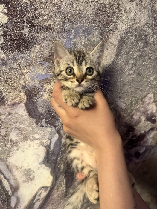 Продам котенка бенгалка мама