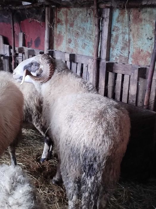 Продавам овен, три годишен