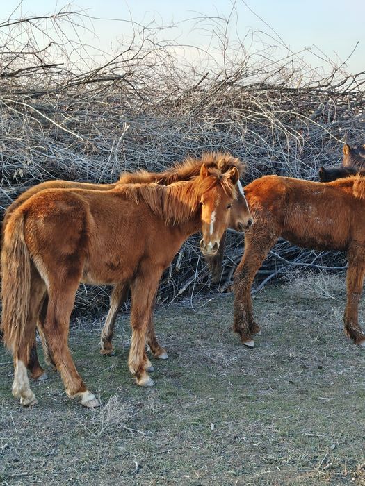 6 бас жабағы 250 мын