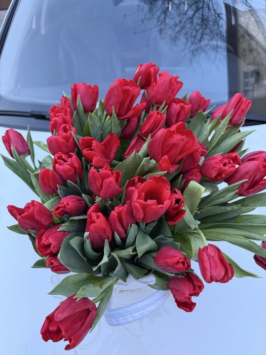 Тюльпан 43 штука