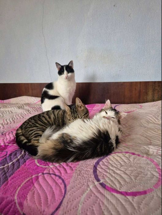 6-месечният Памукчо търси дом!