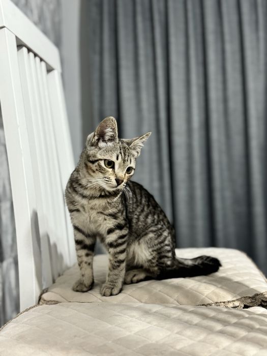 Котенка в добрые руки