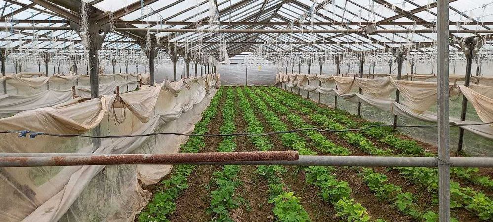 Продаетcя бизнес тепличное хозяйство