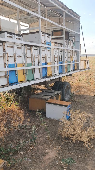 Пасика с пчелами и газ 66