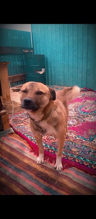 Собаки приученные к цепи