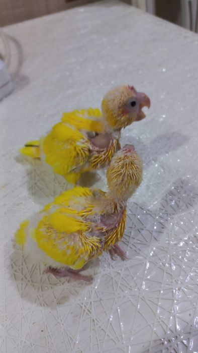 Продаются птенцы Какарика