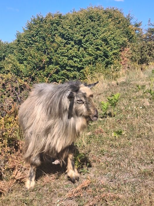 Țap de vânzare  ...