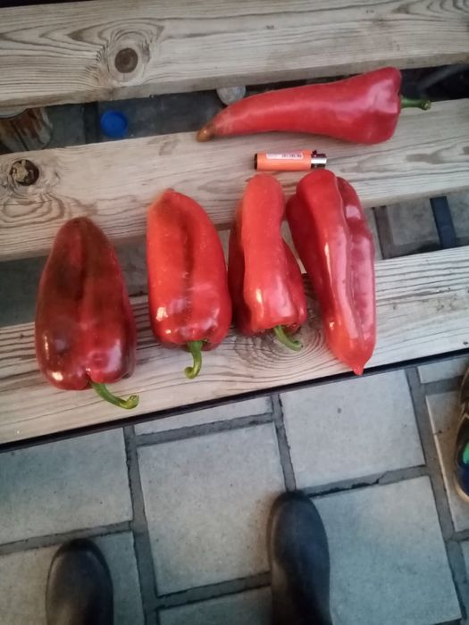 Семена за стари сортове домати и чушки