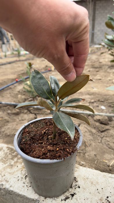 Магнолия Грандифлора кўчатлари сотилади!