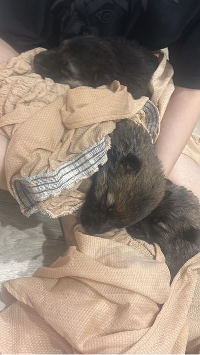 Срочно отдам щенка