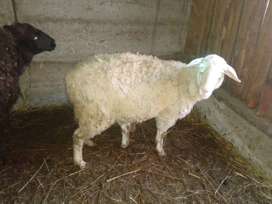 Продам семью баранов