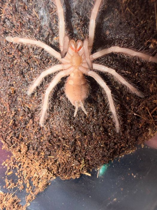 Паук птицеед Lasiodora parahibana малыши