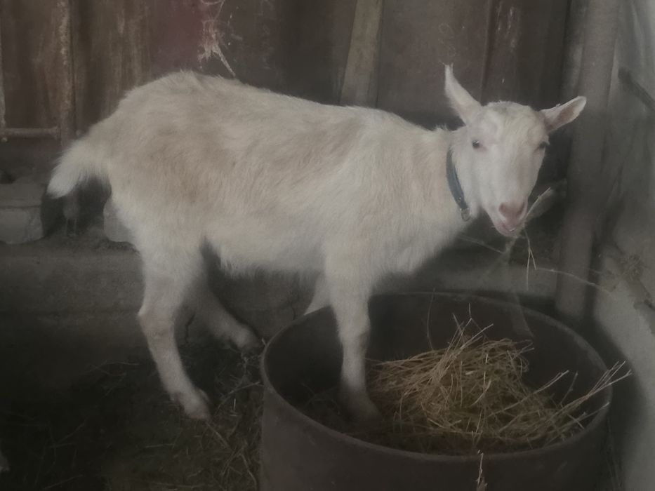 Заанен ешкі тушасымен сатылады.