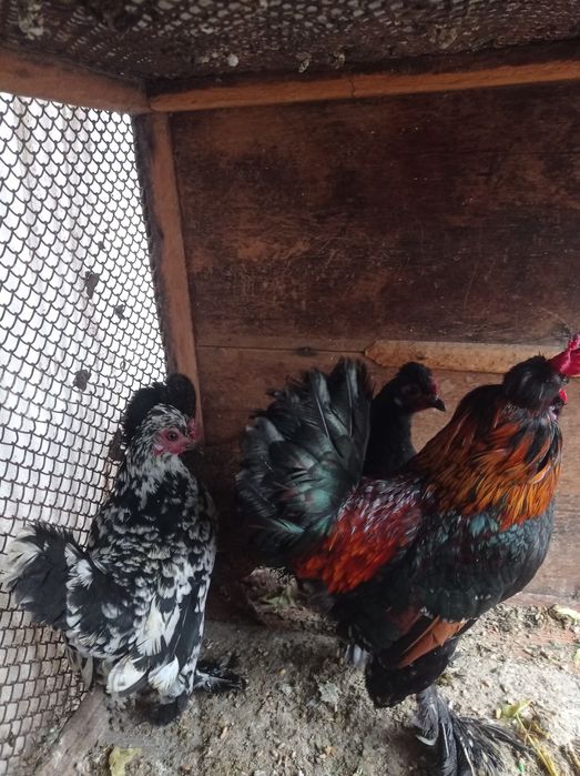 Японлар сотилади