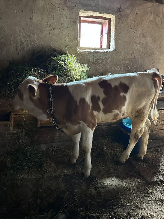 Bălțată românească cu vitea