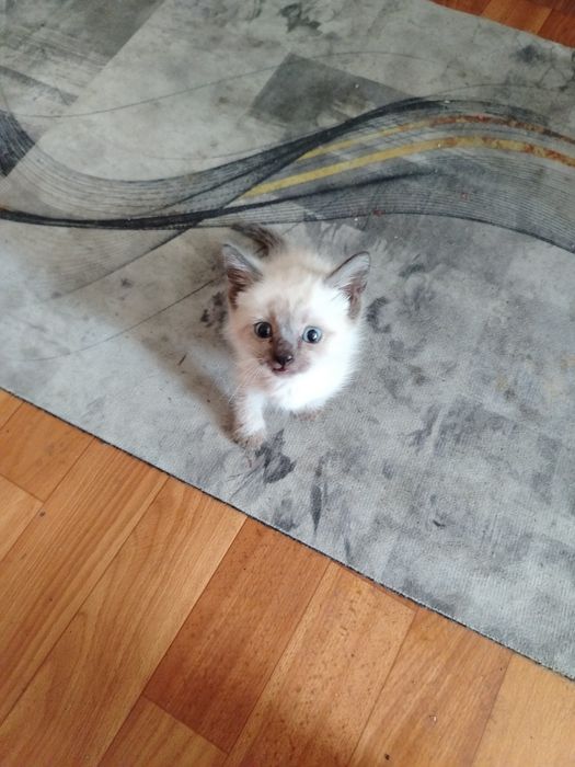 Одам даром Сиамских котят.