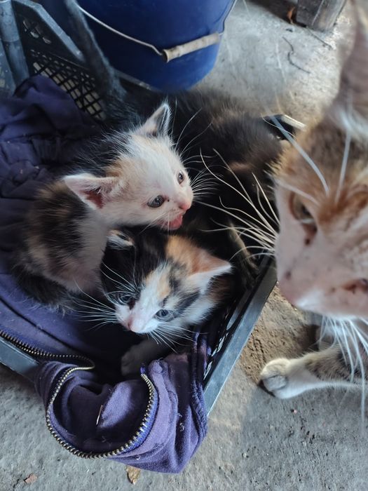 Отдам котят в хорошие руки