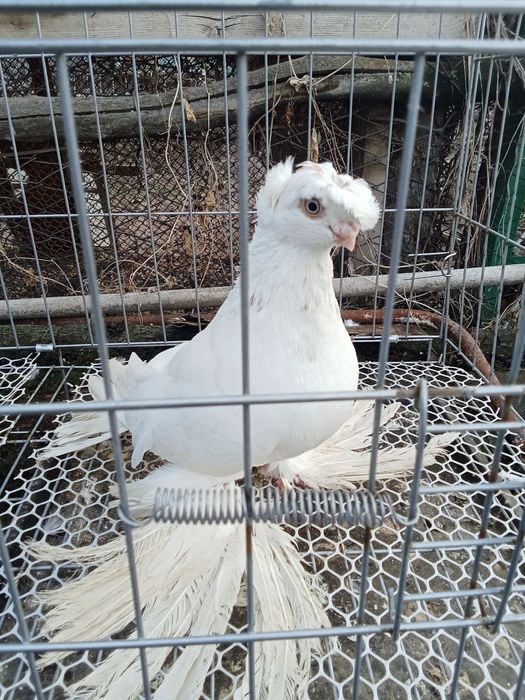 Продам голубей хороших