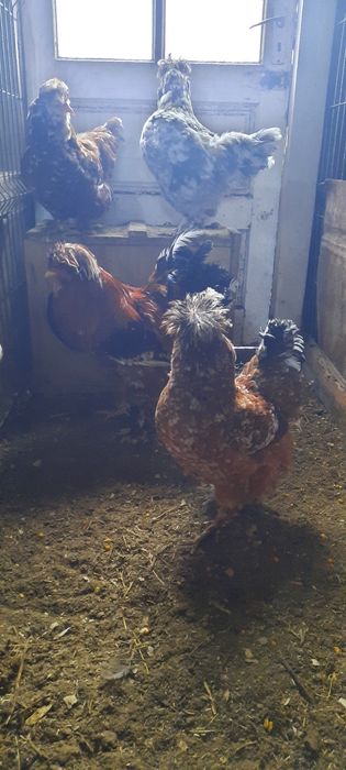 Vand pasari,puișori și ouă de incubat