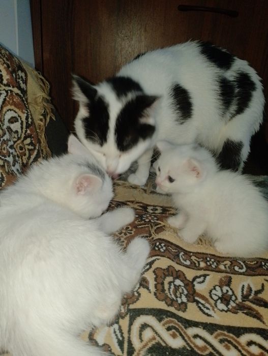 Отдам котят в добрые руки