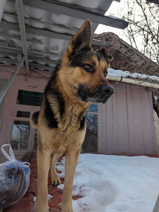 Щенки стафорда в дом