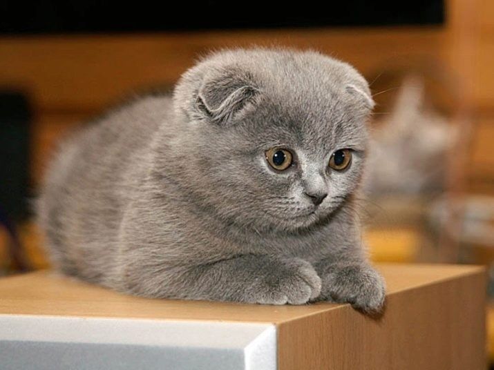 Skotish fold Skotish strayt