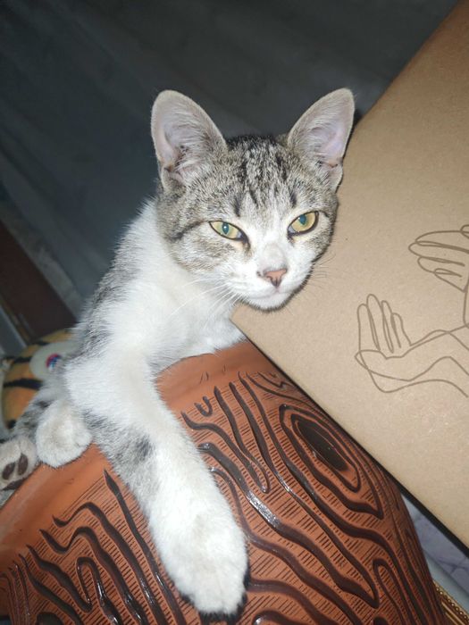 Кот подросток ищет дом