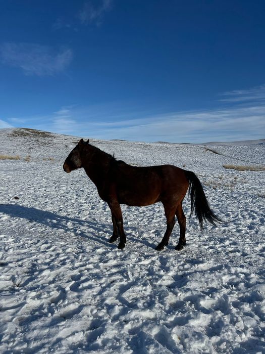 Продается очень мощный жеребец.  Порода жабы.