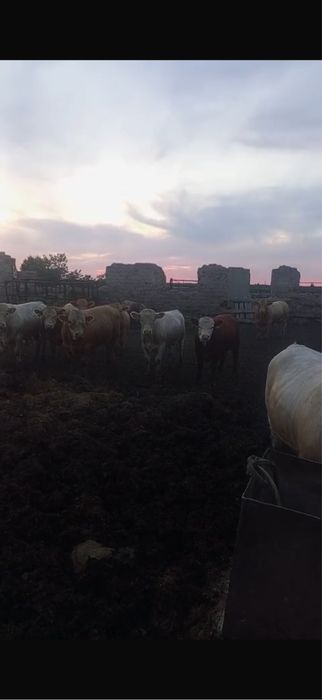 Продам бычков племенные