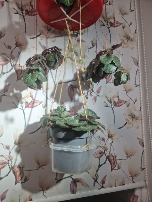 Продам растение комнатная камнеломка взрослая и детки.