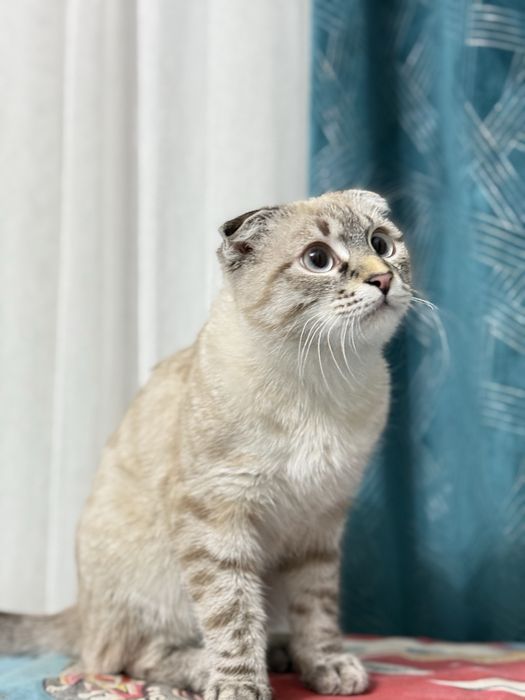 Скотиш фолд чистый
