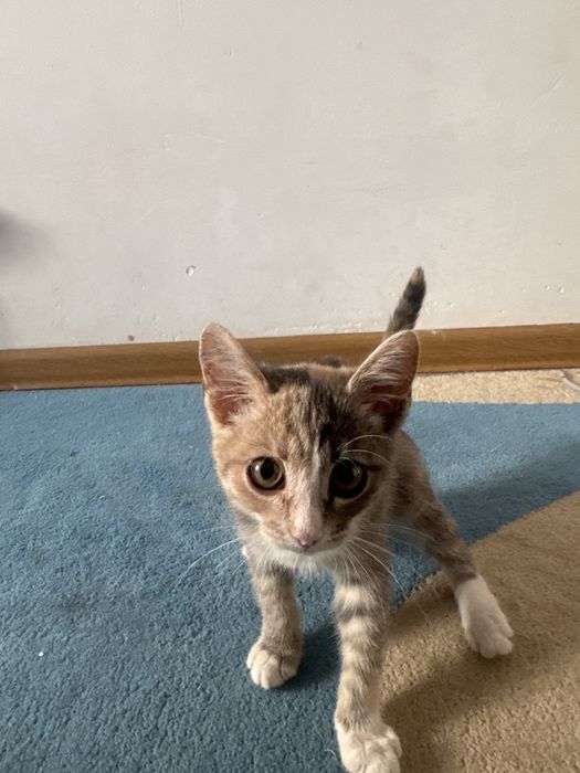 Котяти отдам даром можете забрать