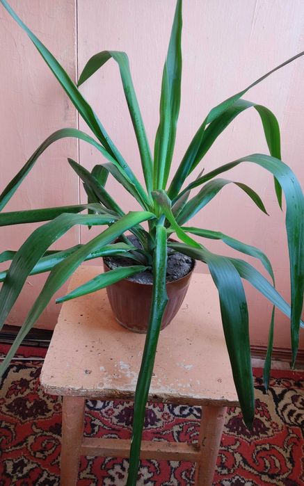 Комнатное растение юкка