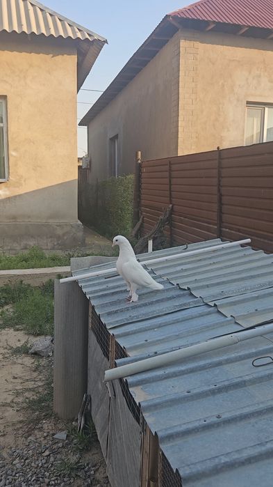 Голуби такла бьяз самец молодой.